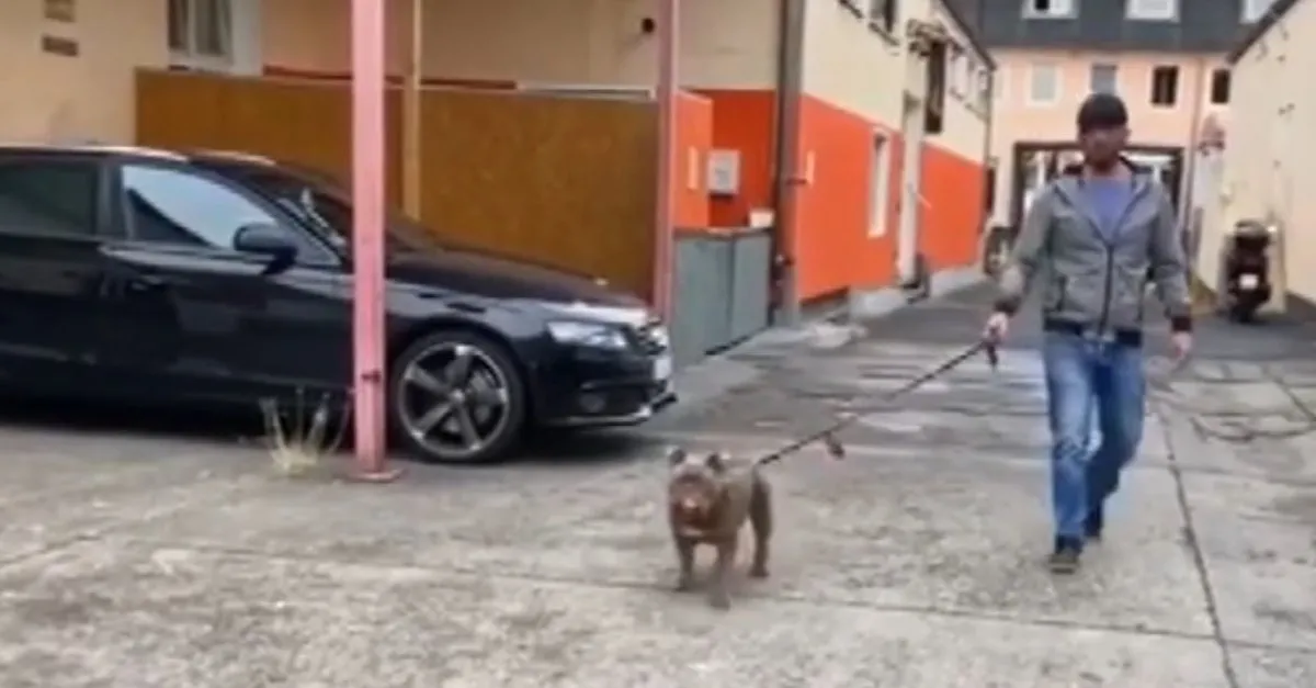 Son Dakika Kopekler Koronaviruse Covid 19 Hazirlaniyor 3 Hafta Sonra Devreye Girecek Ahaber Video Izle