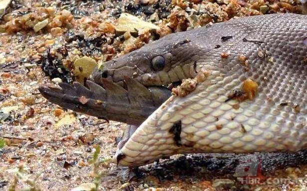 Görüntüler Türkiye'den! Ava giderken "avlandı" 20