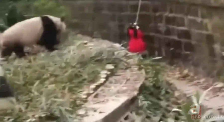 Aslanın kafesine köpek bıraktılar! Herkes olanları izledi... 23