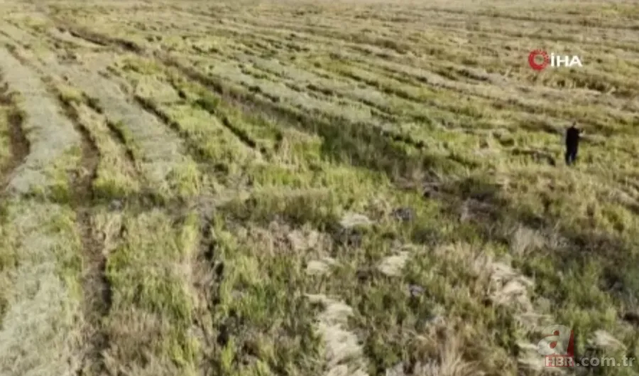 Tesadüfen keşfedildi adeta protein deposu! 6 yıllık nadas sonrası ortaya çıkıyor faydaları say say bitmiyor 1