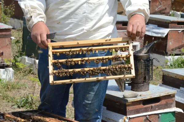 Karadeniz’de gramla üretilen arı sütü, yurt dışına ihracat yolunda - 3