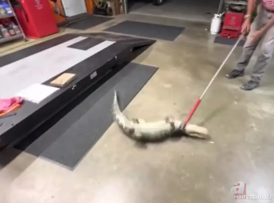 Herkes uyurken köpek kapısından girdi! Ayağıyla ağzına basıp etkisiz hale getirdi 6