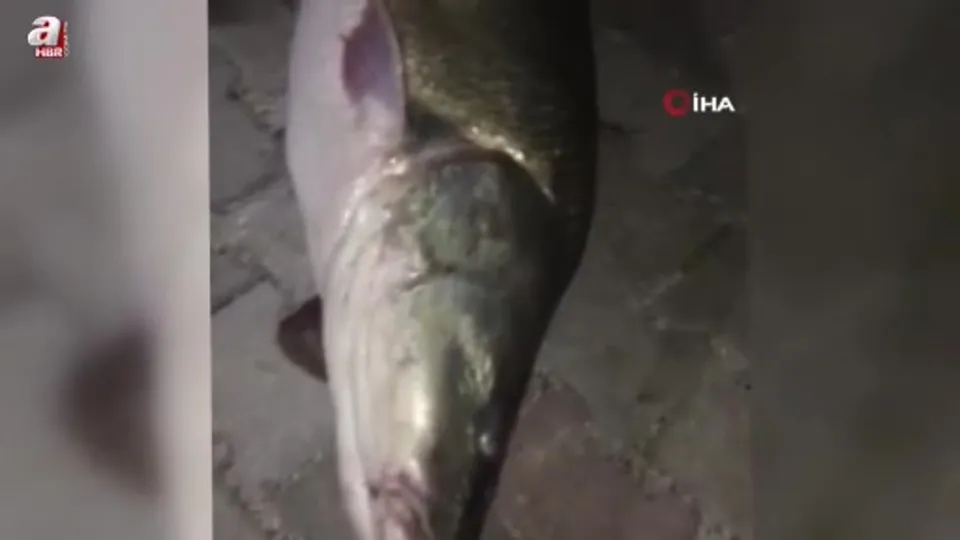 Baba-oğul 75 kiloluk dev turna balığı yakaladı