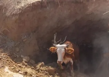 Obruğa düşen ineği AFAD ekipleri kurtardı