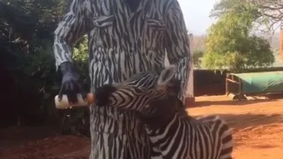 Öksüz kalan zebraya özel bakım