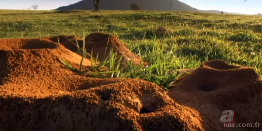 Karınca yuvasından sanat eseri çıktı 🐜 Vahşi doğanın usta mimarları! Otoban, yan yol ve patika bile yapmışlar 2