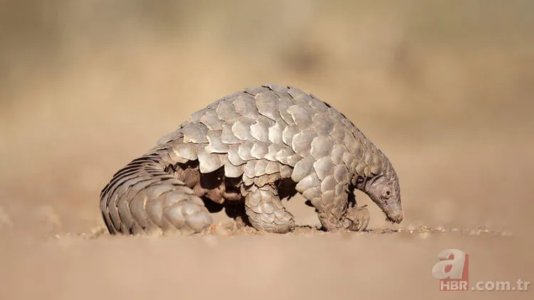 Pangolin koronavirüs taşıyıcısı çıktı! İşte Pangolinlerin yaşadığı ülkeler ve bölgeler... 17