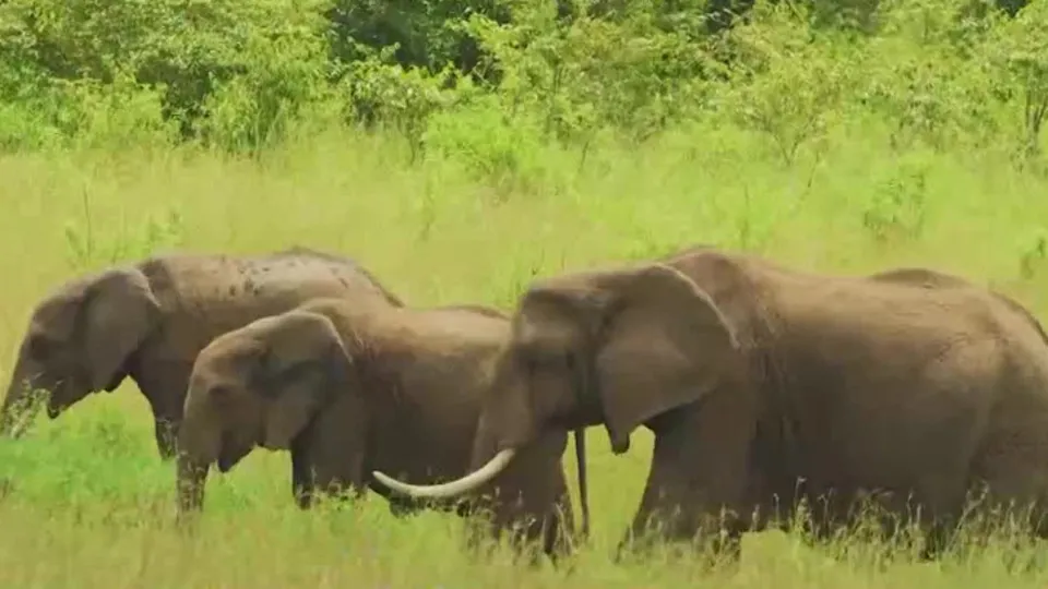 Filler de insanlar gibi isimlerle sesleniyor