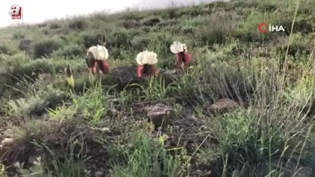 Kars'ta ‘kurt kulağı' çiçeği göz kamaştırdı