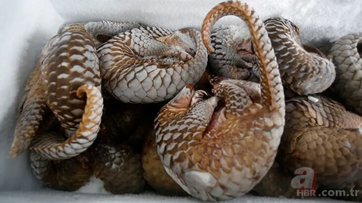 Pangolin koronavirüs taşıyıcısı çıktı! İşte Pangolinlerin yaşadığı ülkeler ve bölgeler... 19