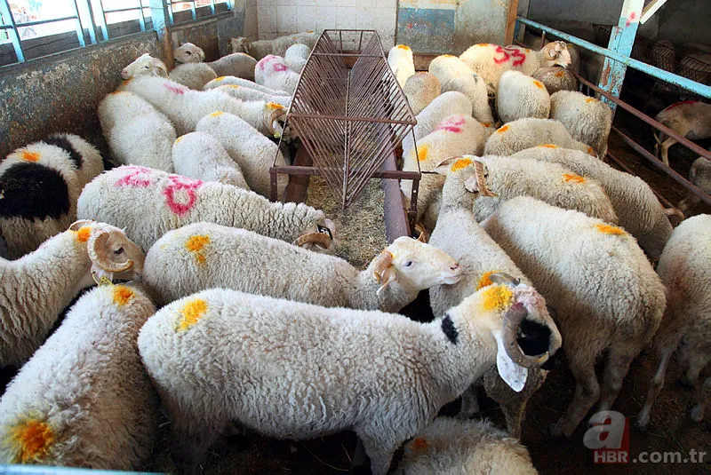 Kurban Bayramı tatili 2019 kaç gün olacak? Kurban Bayramı tatili ne zaman hangi günler? 13