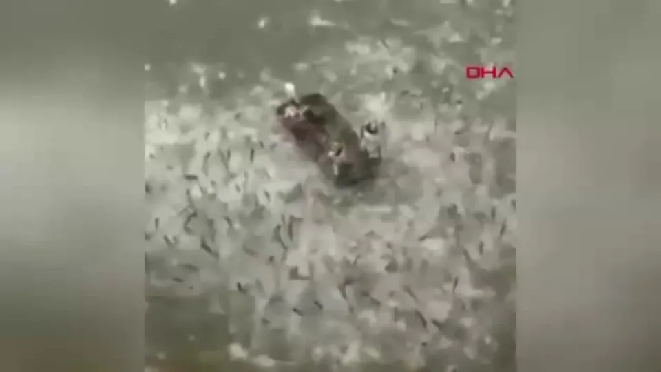 Suya elektrik verdiler! Binlerce balık...