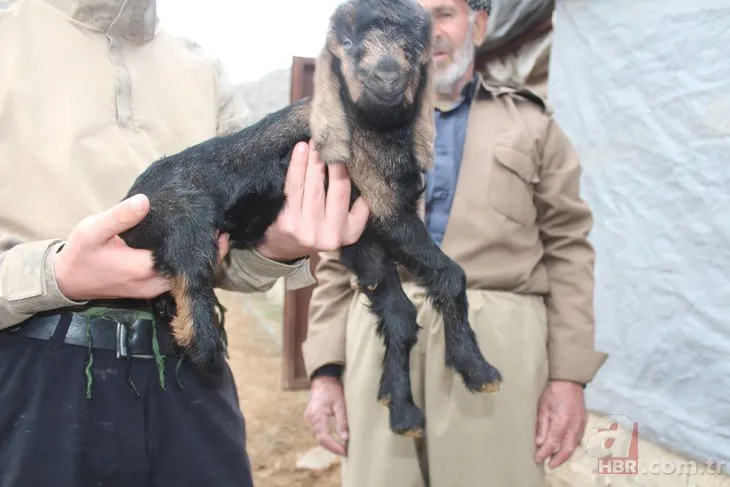 Bu oğlağı görenler şaştı kaldı! Bakın nasıl dünyaya geldi