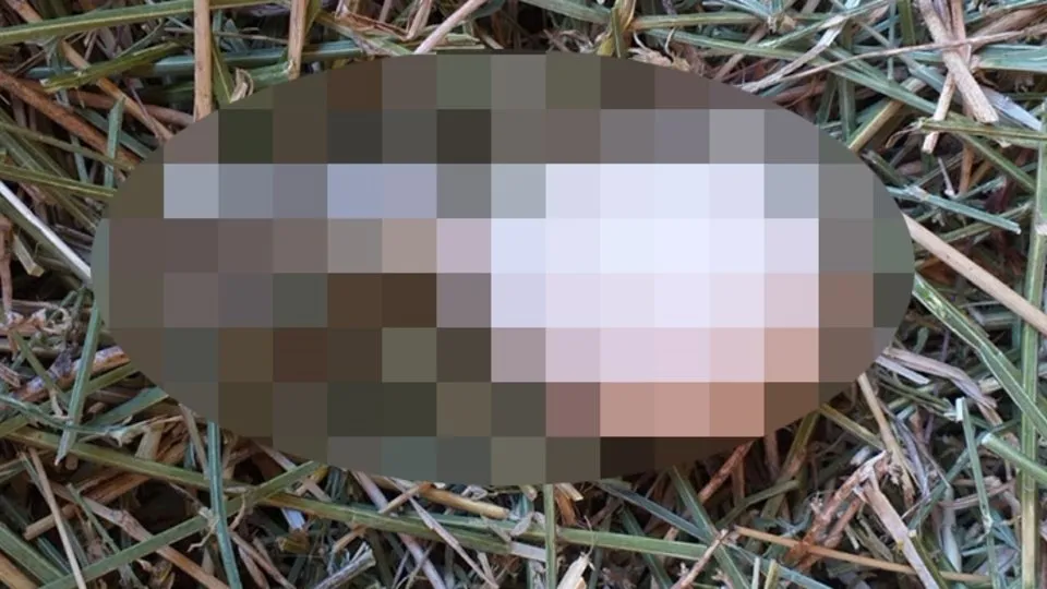 Kumese Gidince Neye Ugradigini Sasirdi Bakin Tavuk Ne Yumurtladi Ahaber Video Izle