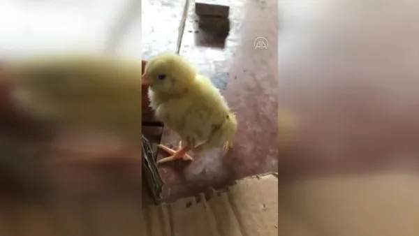 yumurtadan-4-ayakli-civciv-gorenleri-soke-etti-1673800839292.jpg Yumurtadan 4 ayaklı civciv! 🐤Görenleri şoke etti - 2