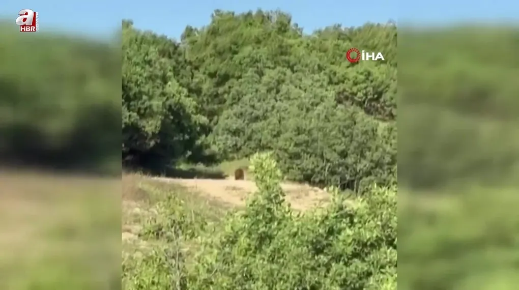 Yozgat’ta ayılar o köyü mesken tuttu