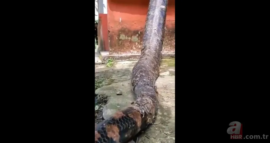 Bir yılan bunu neden yer? Pitonu ameliyat eden veterinerlerden sevinç çığlıkları 17