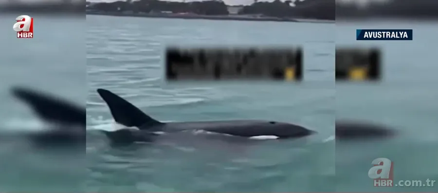 Katil balinaların üzerine balıklama atladı! Bedelini ağır ödedi 9