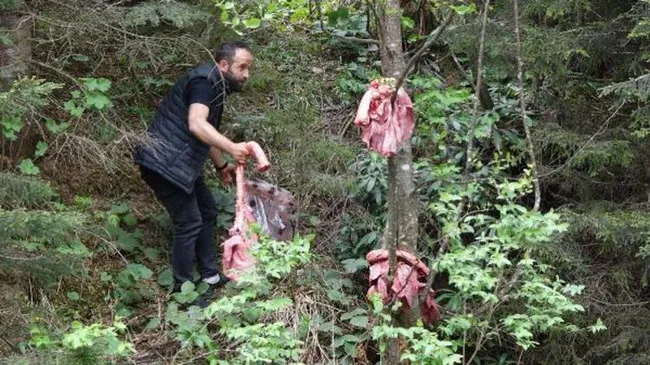Ayılar şehre inmesin diye ağaçlara asılan sakatat görenleri şaşırtmıştı! Uzman isimden uyarı geldi - 3