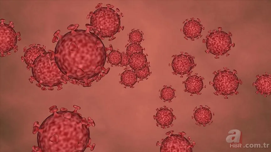 Nipah Virüsü nedir? Belirtileri, bulaşma yolları ve tedavisi 6