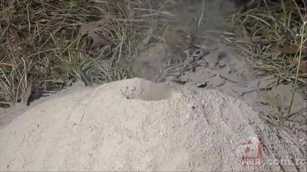 Kırmızı karıncalardan batmayan sal! Haftalarca yüzebiliyorlar 11