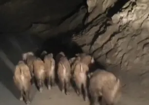 Başkale'de domuz sürüsü görüntülendi