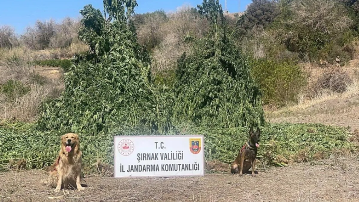 Şırnak'ta uyuşturucu operasyonu! 1,5 milyar TL'lik ürün ele geçirildi