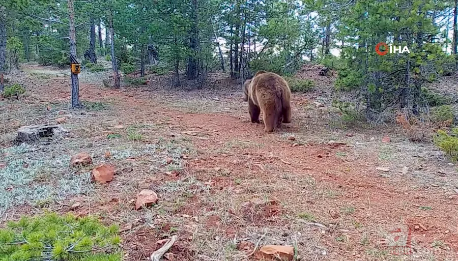 Nesli tehlike altındaki Kafkas vaşağı gündüz avlanırken görüntülendi! Vahşi doğa belgesellerini aratmadı 20