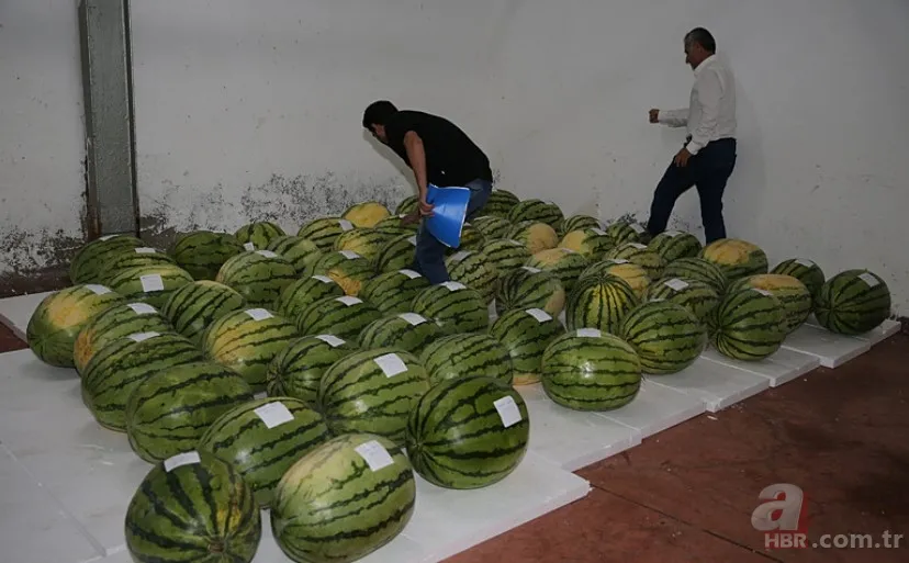 Güvercin gübresi ile özel olarak üretildi! Sır gibi saklanan 64 adet karpuz korumaya alındı: Nedeni şaşkına çevirdi 9