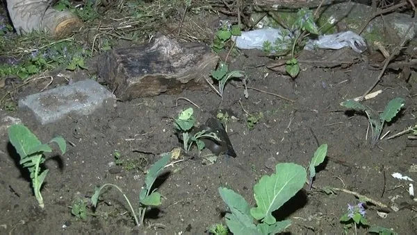 Son dakika: İstanbul’da flaş operasyon! Çete örgütü lideri ’Fino Gürkan’ yakalandı