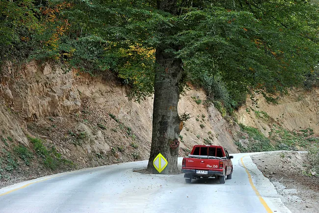 Trabzon'da yol ortasındaki asırlık gürgen kesilmekten kurtarıldı - 2