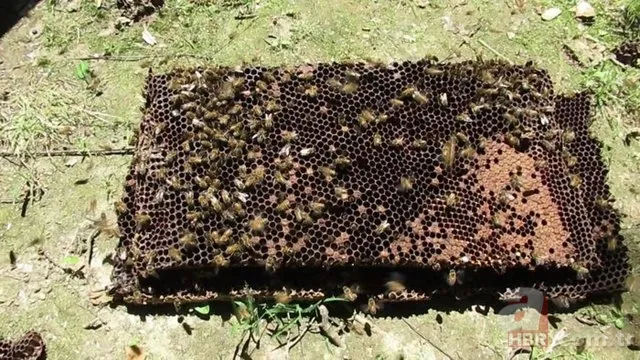 Evinin duvarından gelen garip sesler arttı! Termal kamerayla bakınca şoka girdi 13