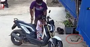 Zehirli kobra paniği! Baba ve kızı...