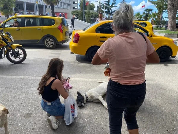zonguldakta-minibus-carpan-kopege-dakikalarca-kalp-masaji-yaptilar-o-anlar-kamerada-1630676587912.jpg Zonguldak’ta minibüs çarpan köpeğe dakikalarca kalp masajı yaptılar! O anlar kamerada - 1