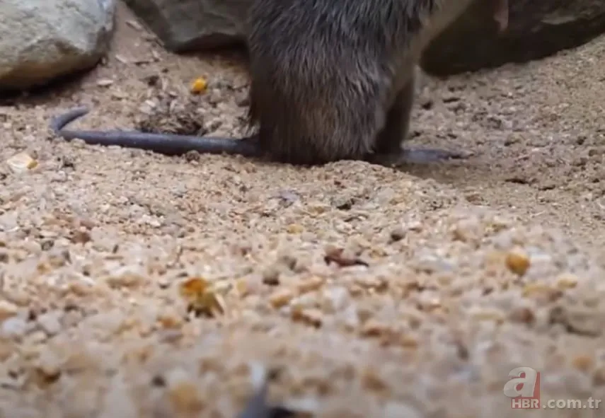 Görüntüler Türkiye’den… Havalar ısınınca ortaya çıktı! Gece uykudayken akrep soktu 14