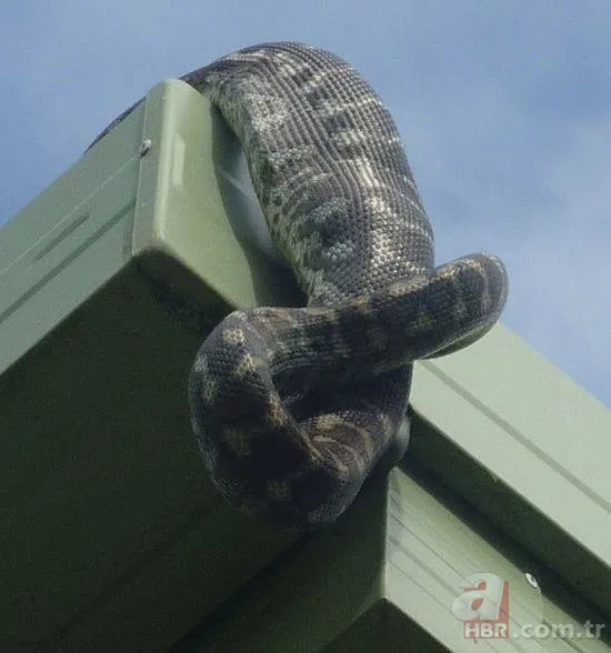 Dev piton 2 metrelik timsahı yutamayınca... 21