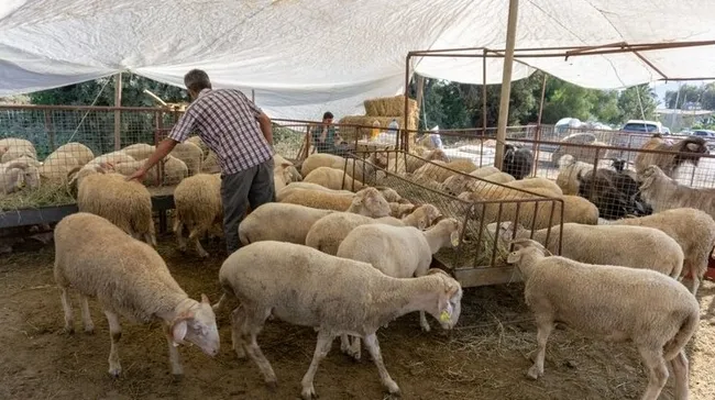 Bilim Kurulu Üyesi Kayıpmaz: Kurban bayramı ciddi bir eşik - 1