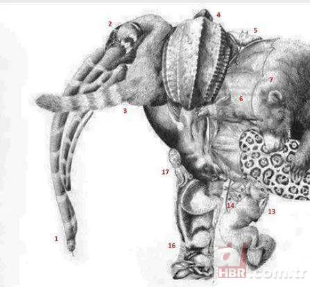 Zeka testi: Resimde kaç hayvan var? 30 saniyede bulamayanlar eleniyor 12