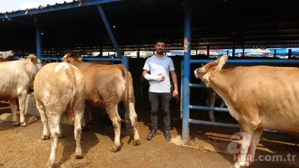 Kurban Bayramı'na saatler kala hareketli dakikalar! Kiminin kolu çatladı, kiminin boğası kaçtı 15