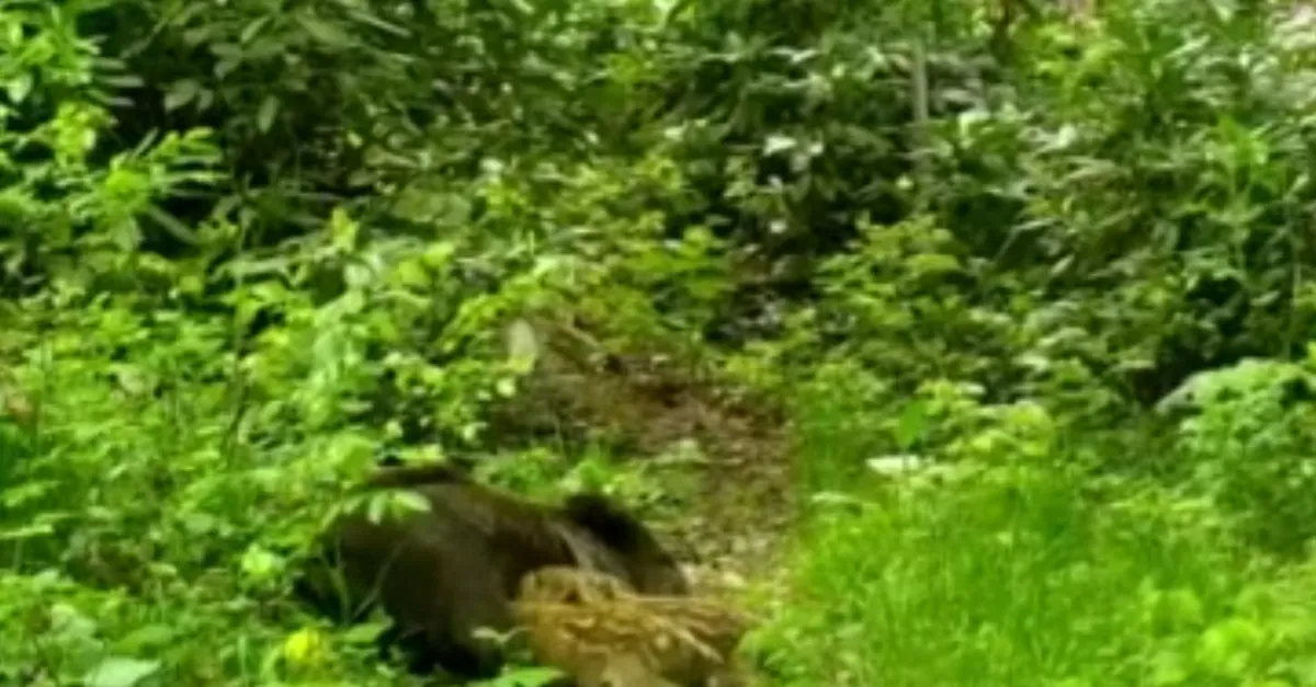 Fotokapan anbean yakaladı! Öyle bir şey yaptı ki... İşte yaban hayatından hayrete düşüren görüntüler