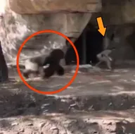 Hayvanat bahçesinde korkunç anlar! Goril...