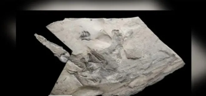 İskoçya’da fosili bulunan 170 milyon yıllık Jurassic Pterozorun dünyanın en büyüğü olduğu keşfedildi!
