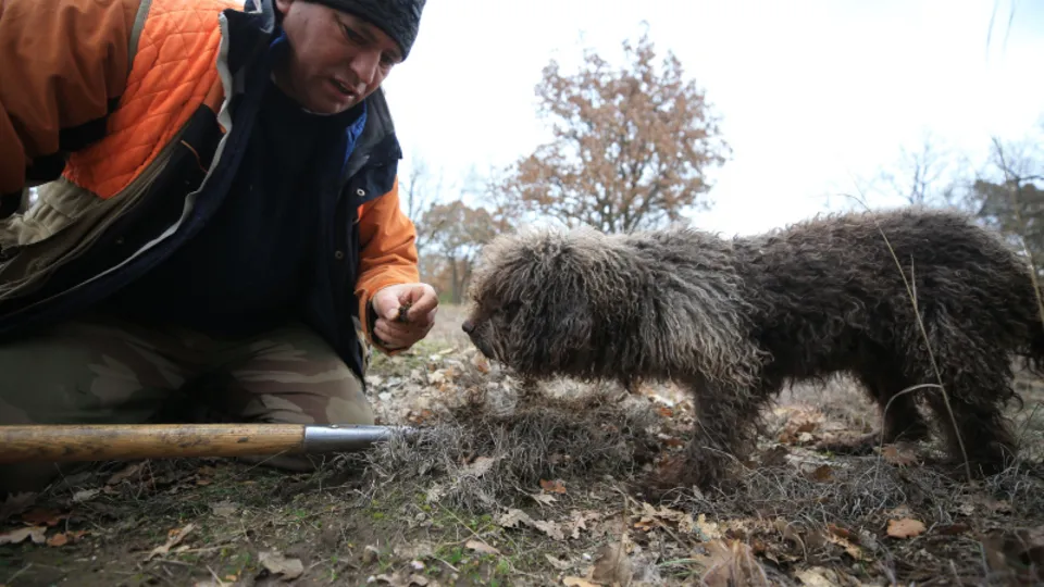 Özel eğitimli köpeklerle toplanıyor! Ülkeler sıraya girdi: 800 euroya alıcı buluyor