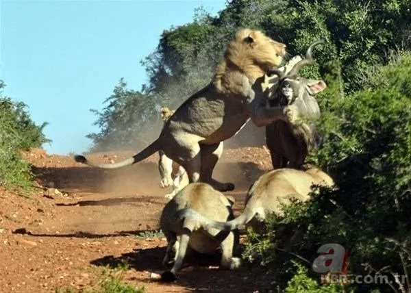 Hayvanlar dünyasından inanılmaz anlar 21