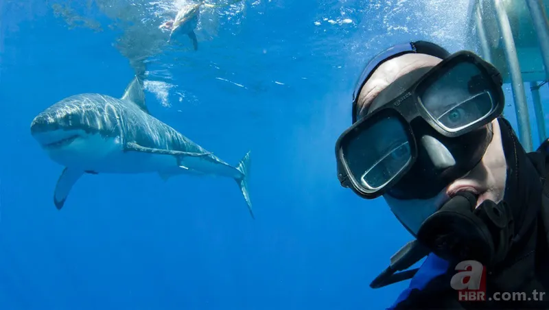Son dakika: Baskına giden polisi horoz öldürdü! Akılalmaz olay... 21