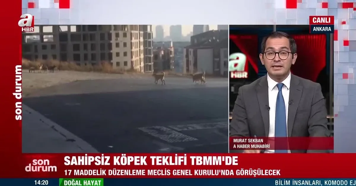 Sahipsiz köpek teklifi TBMM'de