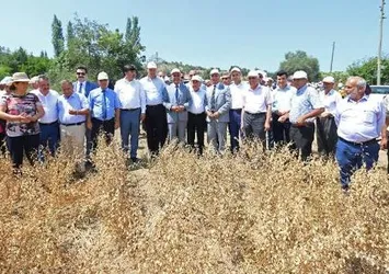 Hasanbeyli'de ilk nohut hasadı
