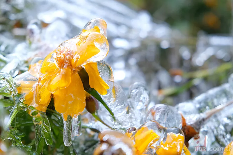 Şehir şehir zarar gören ürünler listesi: Fındık, Ceviz, Kiraz... Türkiye'de Zirai Don Haritası ortaya çıktı! 22
