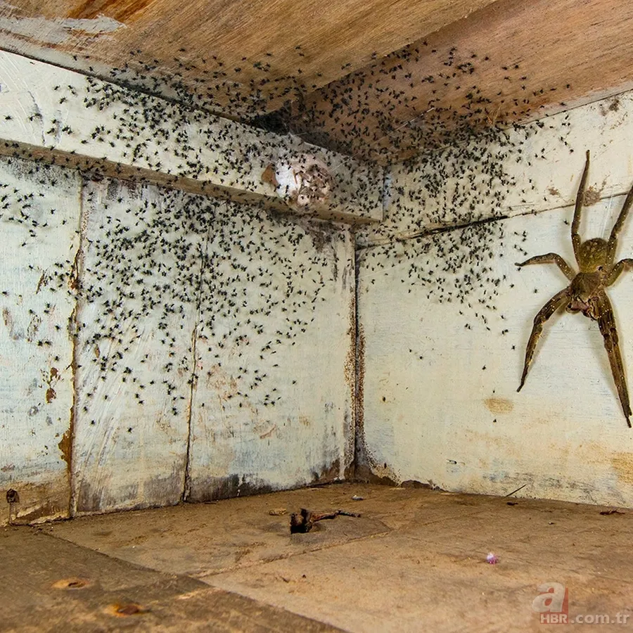 Dünyanın en zehirli örümceği! 🕷 O ilde ortaya çıktı 6