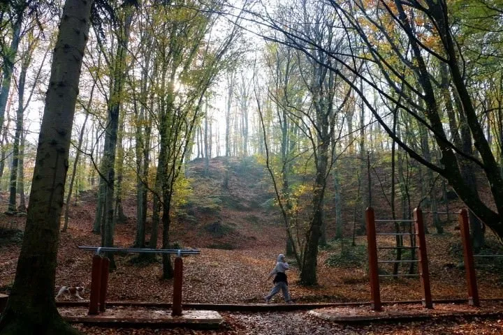Belgrad Ormanı’nda sonbahar